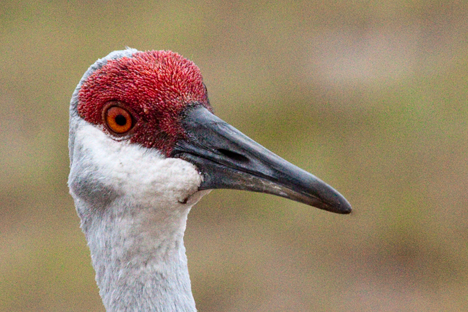 Sandhill Crane on Nest at Nocatee, Ponte Vedra, St. Johns County, Florida