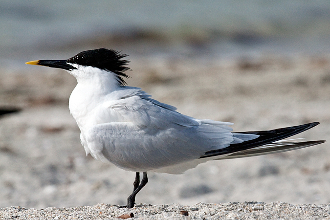 Sandwich Tern at Fort De Soto County Park by Richard L. Becker