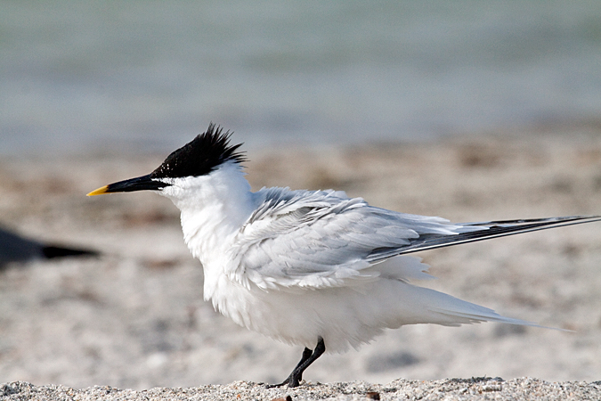 Sandwich Tern at Fort De Soto County Park by Richard L. Becker