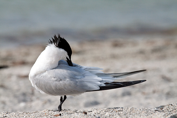 Sandwich Tern at Fort De Soto County Park by Richard L. Becker