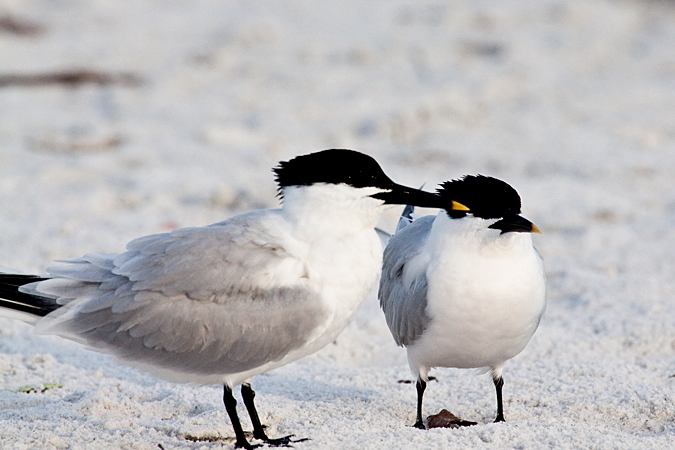 Sandwich Tern at Fort De Soto County Park by Richard L. Becker