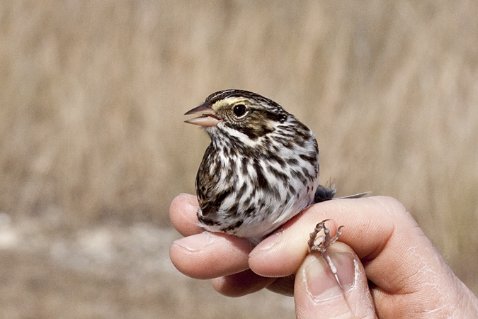 Savannah Sparrow, Weekiwachee Preserve, Hernando County, Florida by Richard L. Becker