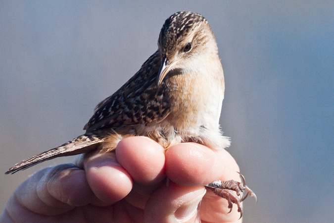 Sedge Wren, Weekiwachee Preserve, Hernando County, Florida by Richard L. Becker