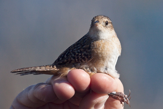 Sedge Wren, Weekiwachee Preserve, Hernando County, Florida by Richard L. Becker