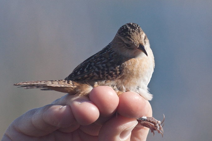 Sedge Wren, Weekiwachee Preserve, Hernando County, Florida by Richard L. Becker