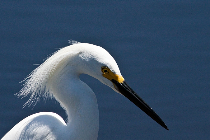 Snowy Egret, Merritt Island NWR, Florida