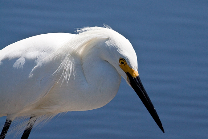 Snowy Egret, Merritt Island NWR, Florida