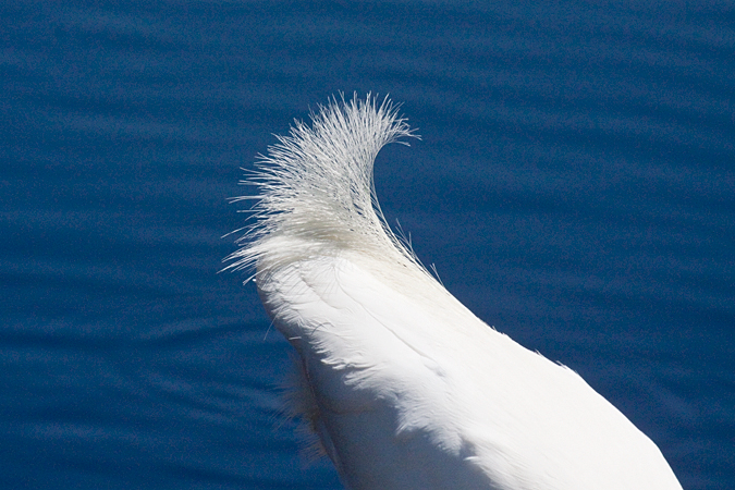 Snowy Egret, Merritt Island NWR, Florida