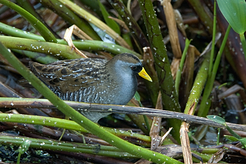 Sora, Green Cay Wetlands, Boynton Beach, Florida