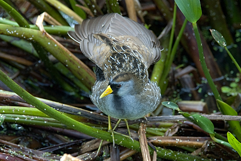 Sora, Green Cay Wetlands, Boynton Beach, Florida