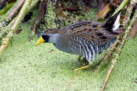 Sora, Green Cay Wetlands, Boynton Beach, Florida