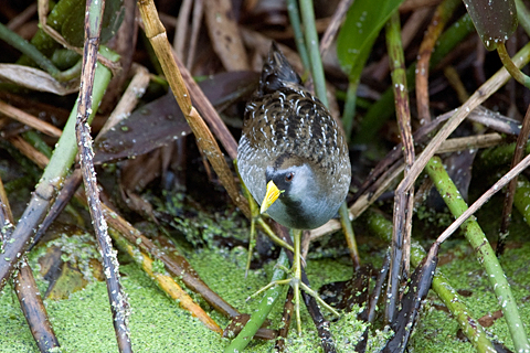 Sora, Green Cay Wetlands, Boynton Beach, Florida