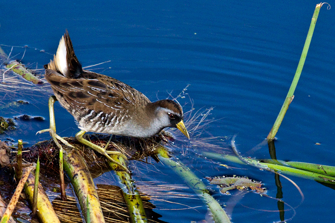 Sora, St. Marks National Wildlife Refuge, Florida