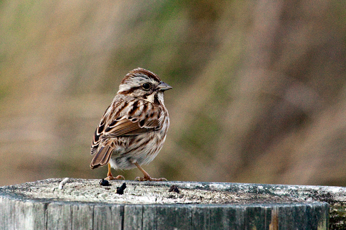 Song Sparrow, St. Marks National Wildlife Refuge, Florida