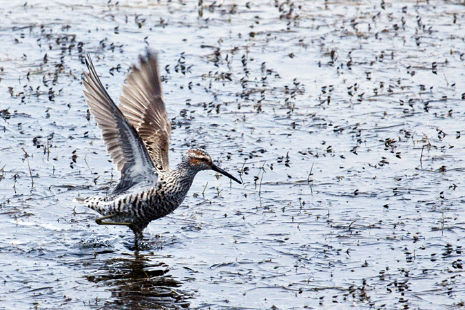 Stilt Sandpiper, Merritt Island National Wildlife Refuge, Florida by Richard L. Becker