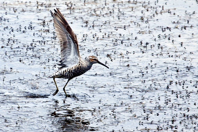 Stilt Sandpiper, Merritt Island National Wildlife Refuge, Florida by Richard L. Becker