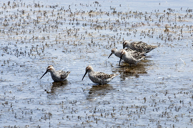 Stilt Sandpiper, Merritt Island National Wildlife Refuge, Florida by Richard L. Becker