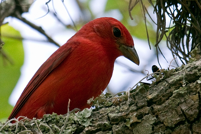 Summer Tanager at Fort De Soto County Park, Florida