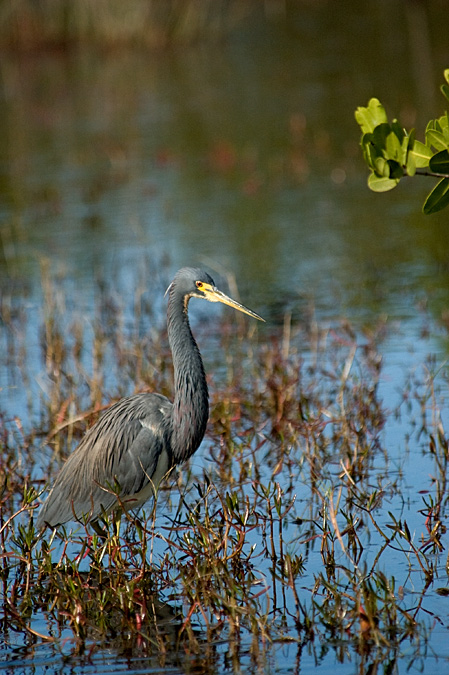 Tricolored Heron, Merritt Island NWR, Florida