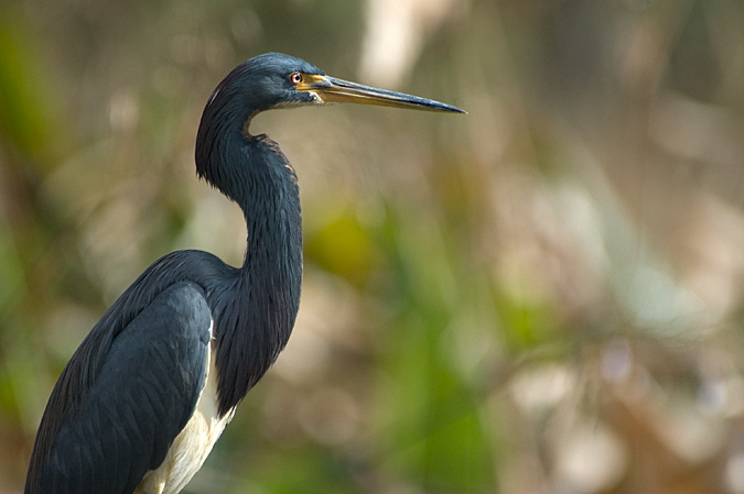 Tricolored Heron, Green Cay Wetlands, Boynton Beach, Florida