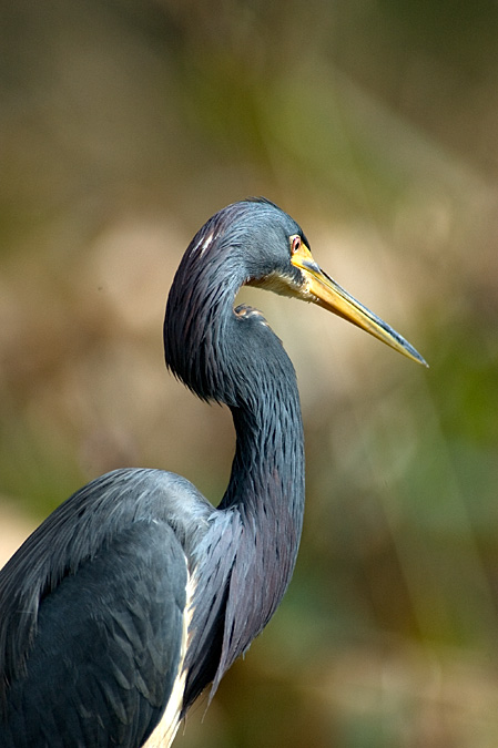 Tricolored Heron, Green Cay Wetlands, Boynton Beach, Florida