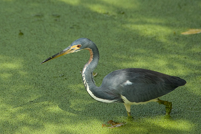 Tricolored Heron, Green Cay Wetlands, Boynton Beach, Florida