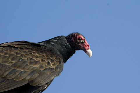 Turkey Vulture, Merritt Island NWR, Florida