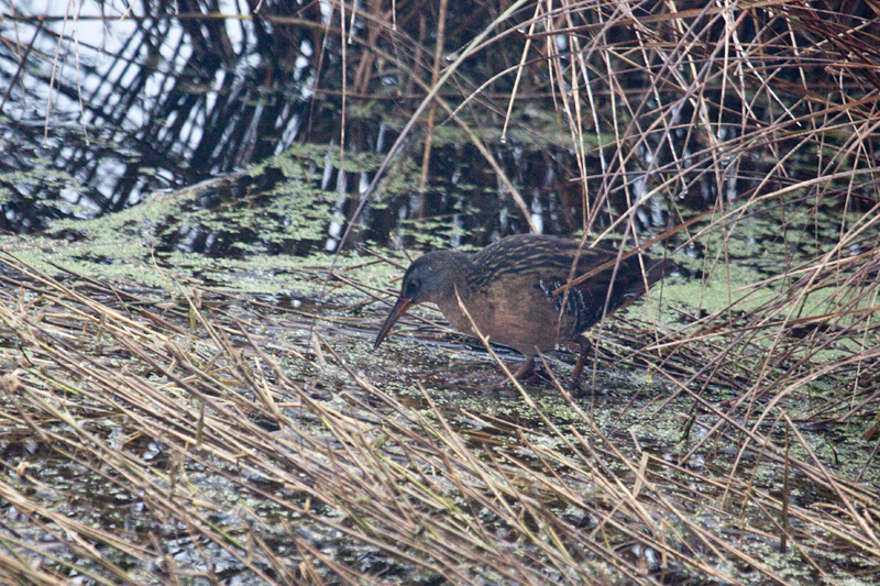 Virginia Rail, St. Marks NWR, Florida