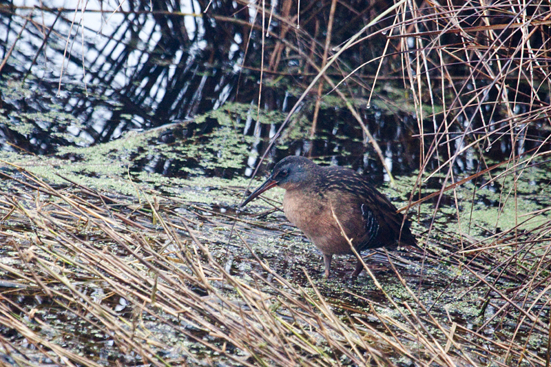 Virginia Rail, St. Marks NWR, Florida