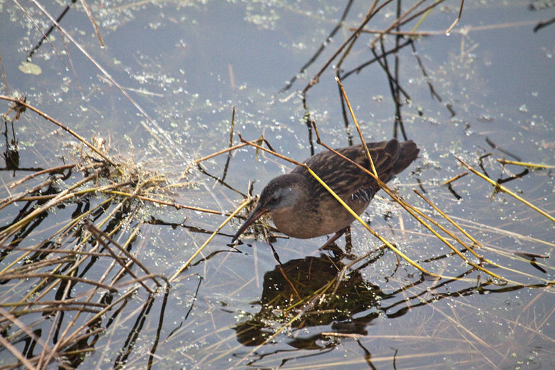 Virginia Rail, St. Marks NWR, Florida