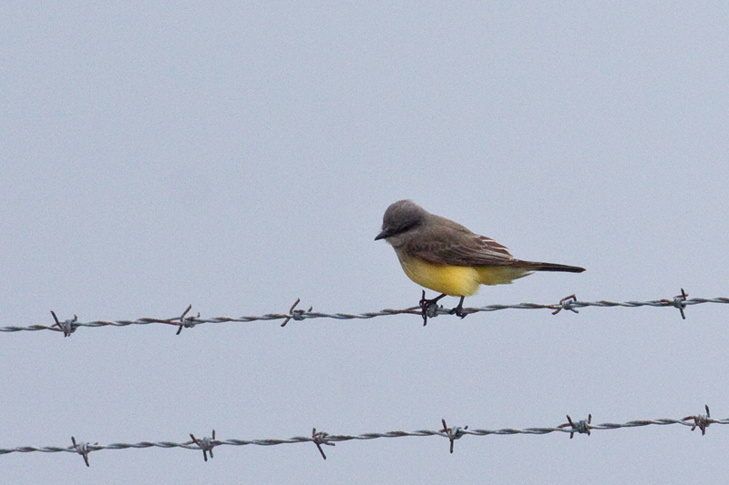 Western Kingbird, On a Fence at Mayport Naval Station, Jacksonville, Florida