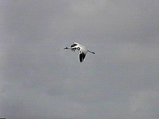 Whooping Crane