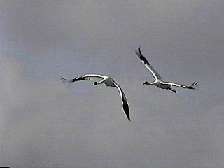 Pair of Whooping Cranes in Kissimee, Florida