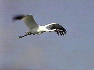 Sheer Elegance - Whooping Crane in Flight