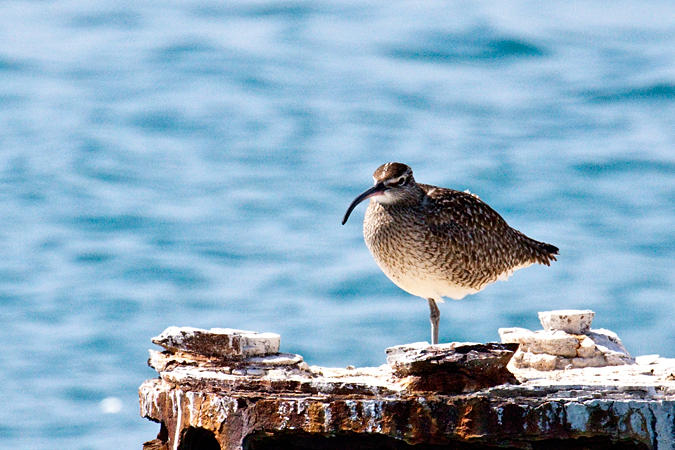 Whimbrel, Garden Key, Dry Tortugas, Florida by Richard L. Becker