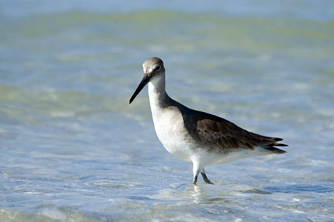 Willet, Fort De Soto Park, Pinellas County, Florida