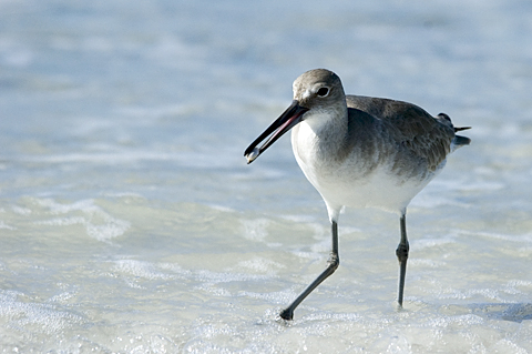 Willet, Fort De Soto Park, Pinellas County, Florida