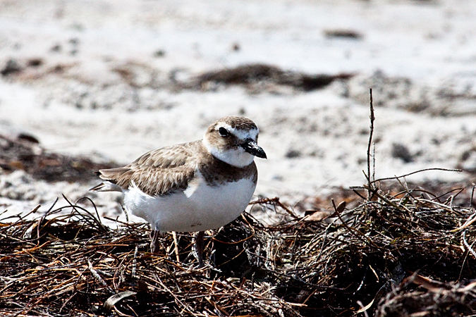 Wilson's Plover, Fort De Soto County Park by Richard L. Becker