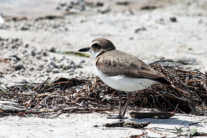 Wilson's Plover, Fort De Soto County Park by Richard L. Becker