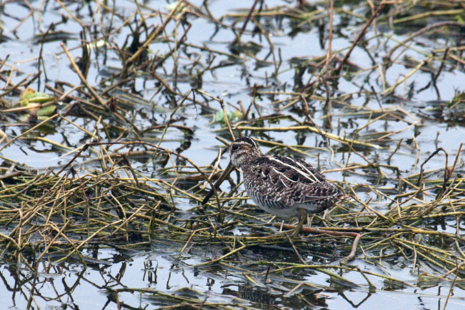 Wilson's Snipe, Brandon, Florida