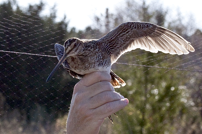 Wilson's Snipe, Weekiwachee Preserve, Hernando County, Florida by Richard L. Becker