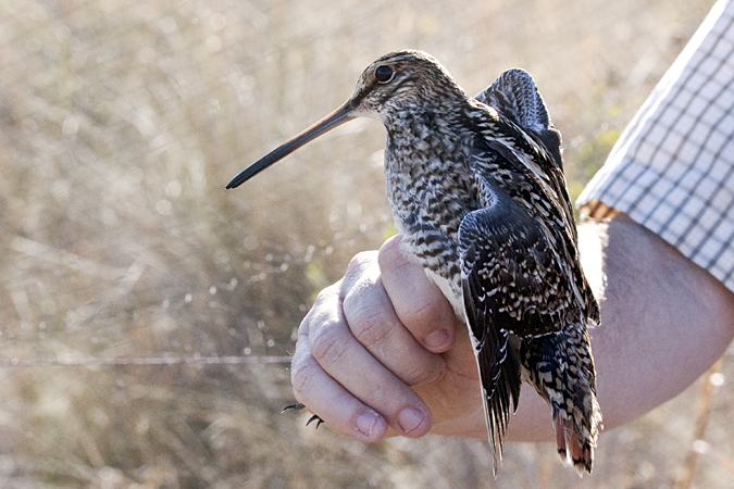 Wilson's Snipe, Weekiwachee Preserve, Hernando County, Florida by Richard L. Becker