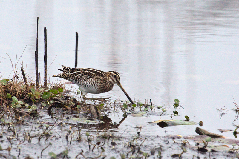 Wilson's Snipe, St. Marks NWR, Florida