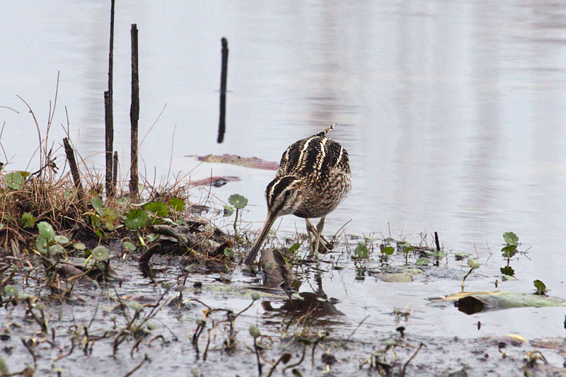 Wilson's Snipe, St. Marks NWR, Florida