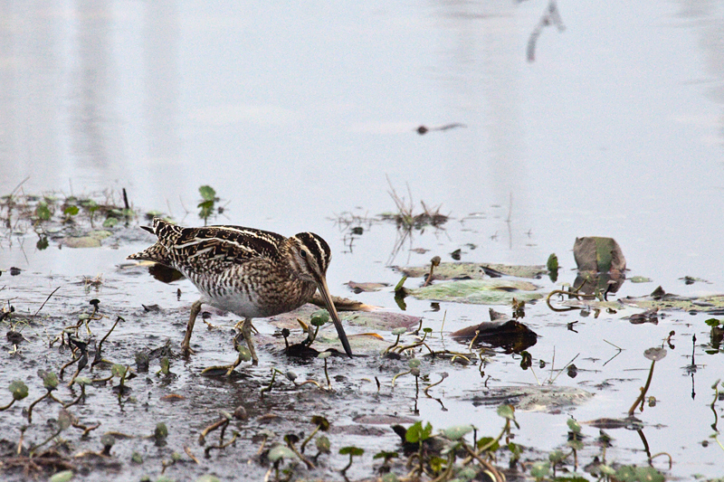 Wilson's Snipe, St. Marks NWR, Florida