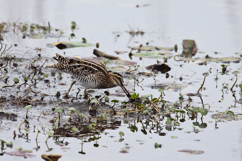 Wilson's Snipe, St. Marks NWR, Florida