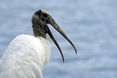 Wood Stork, Titusville, Florida