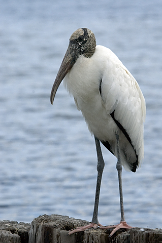 Wood Stork, Titusville, Florida