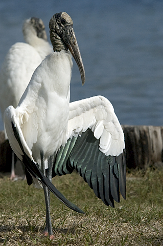 Wood Stork, Titusville, Florida