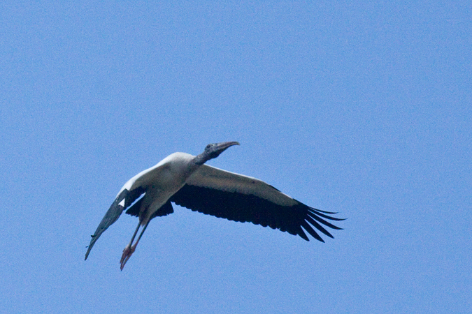 Wood Stork, Wakodahatchee Wetlands, Boynton Beach, Florida